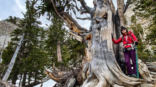 The author with a 3,200-year-old tree