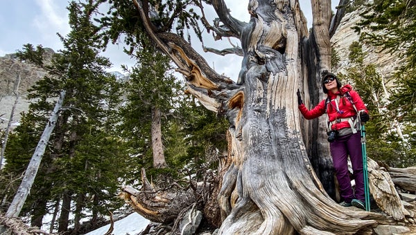 The author with a 3,200-year-old tree