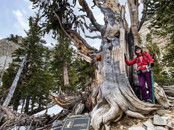 The author with a 3,200-year-old tree