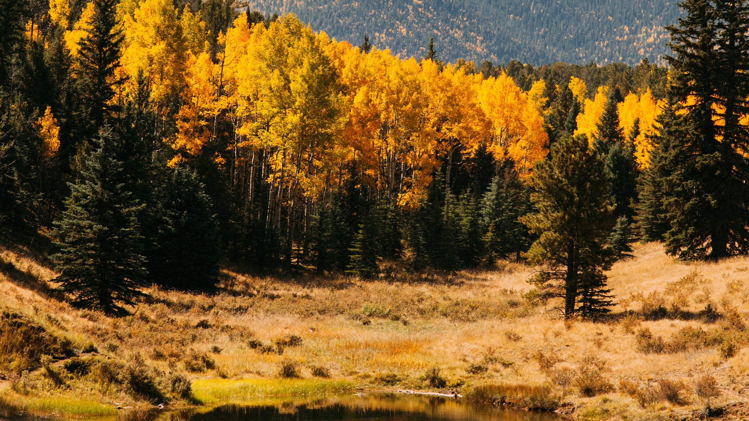 Reflected Aspen's