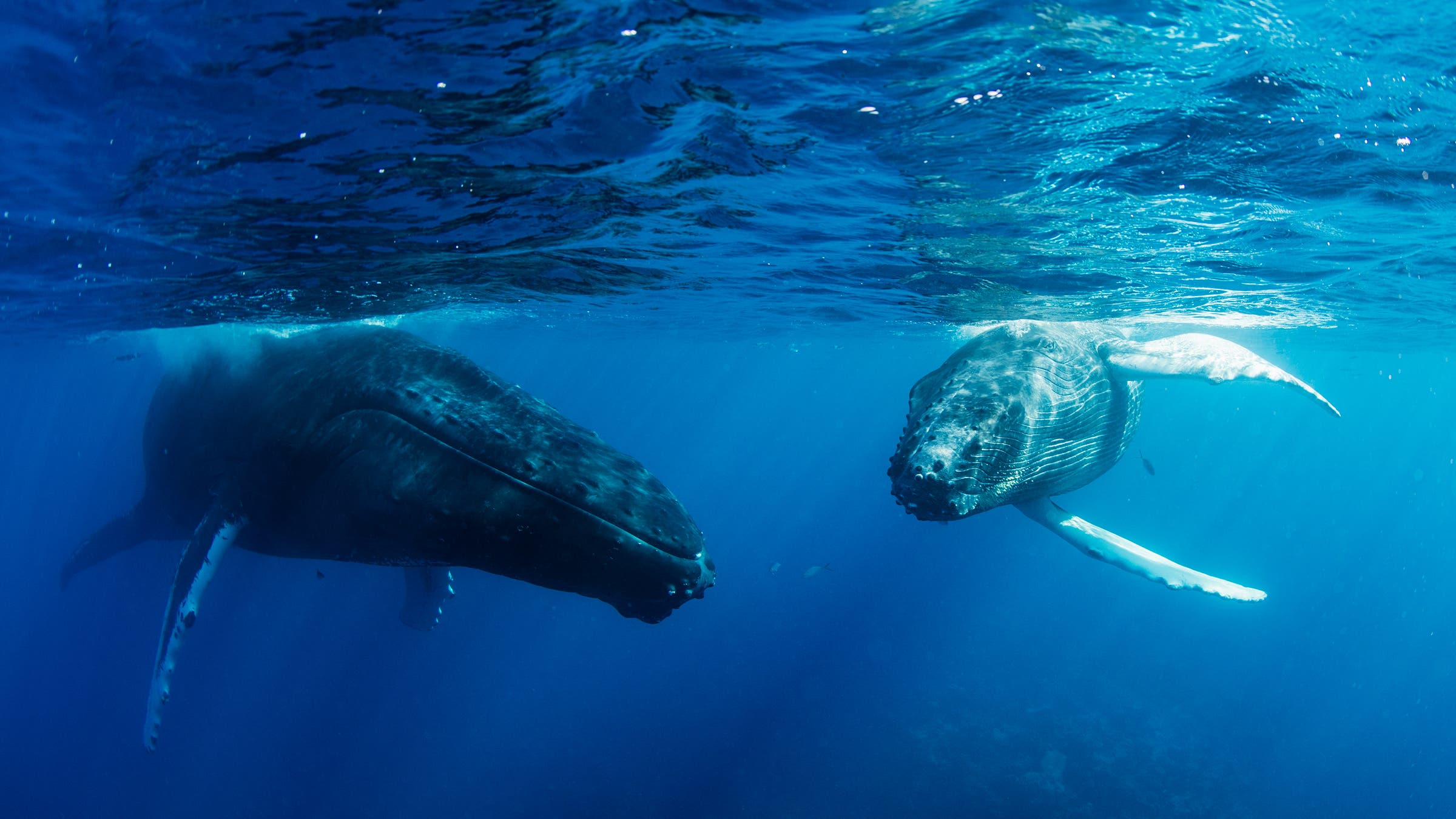 Humpback whales in the Caribbean