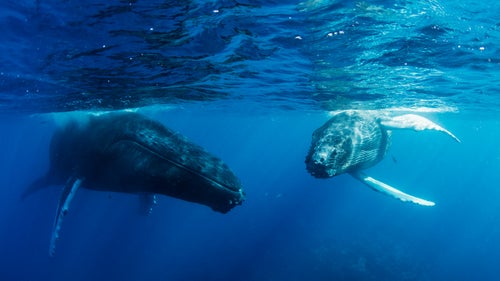 Humpback whales in the Caribbean