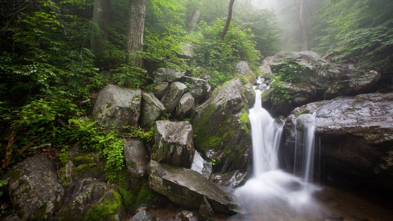 Forest waterfall and fog