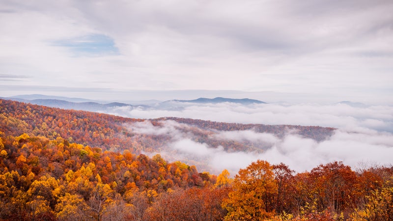 Autumn Forest