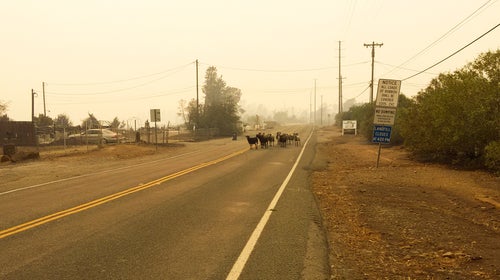 Goats huddling in the road during the Paradise Fire