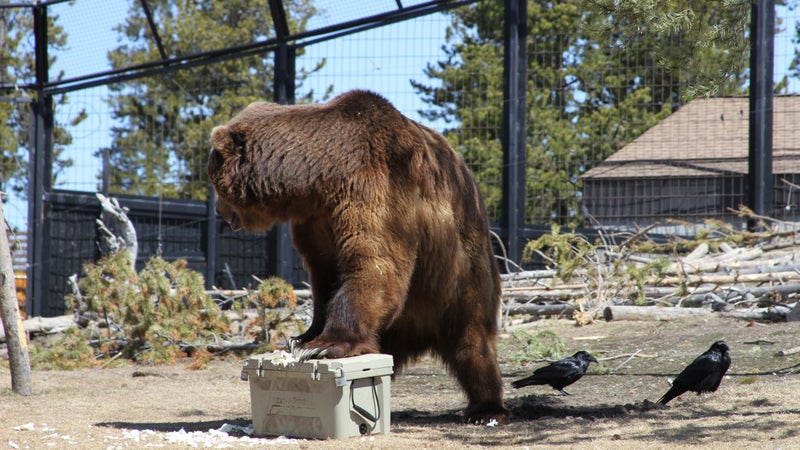 Sam, a 1,050-pound grizzly bear, tests a cooler at the Grizzly & Wolf Discovery Center