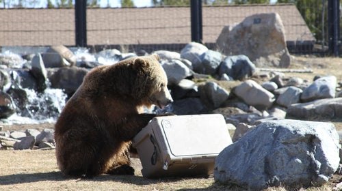 These Bears Have a Job, and It's Destroying Coolers