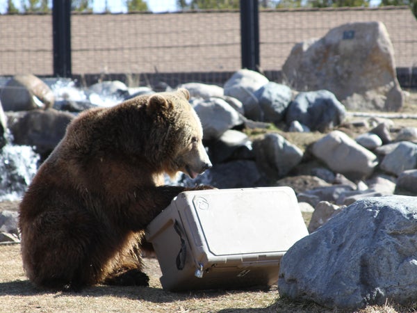 Grizzly sow Spirit, a resident of the Grizzly & Wolf Discovery Center, takes her cooler-testing duties very seriously.