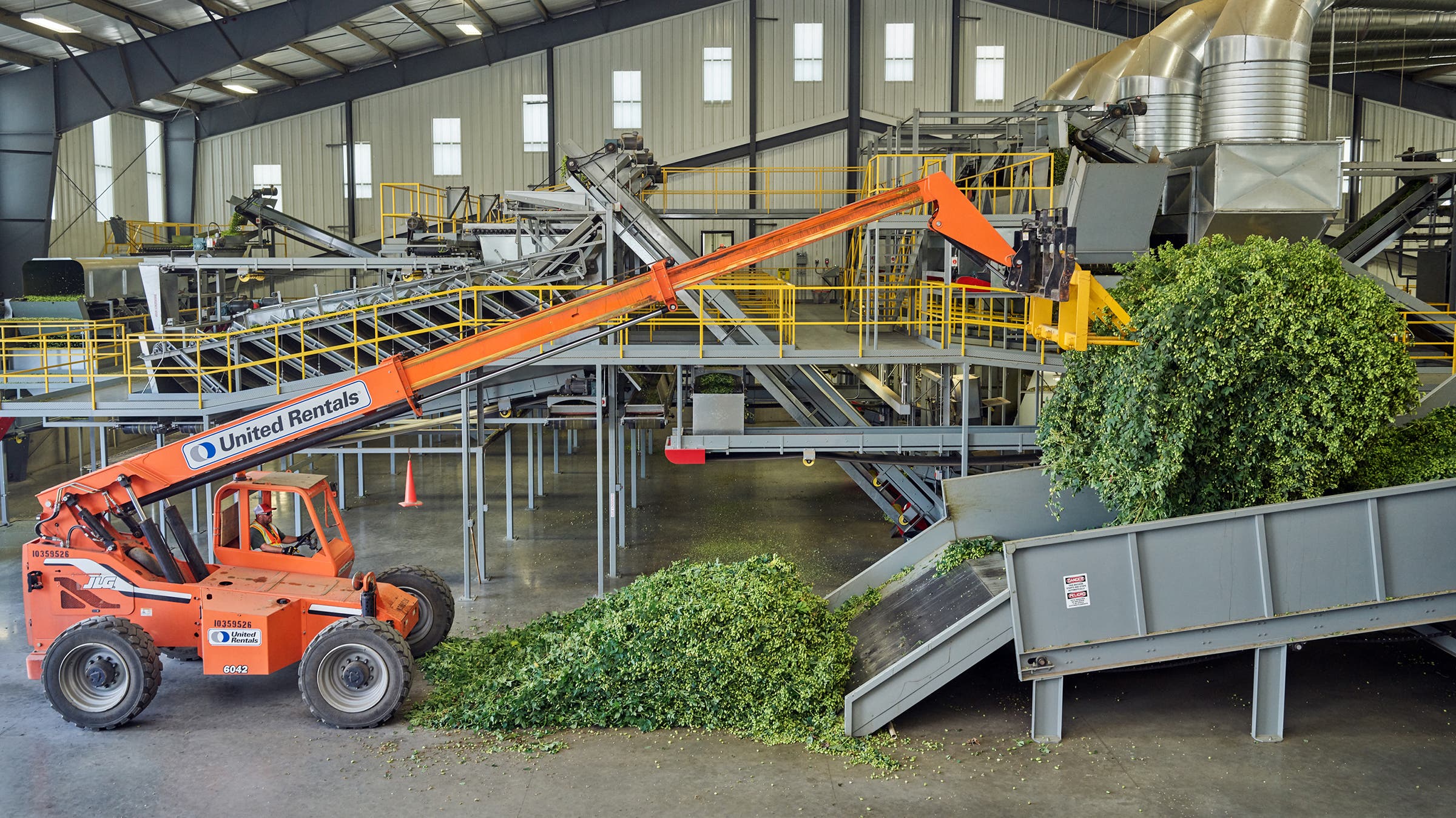 Hop bines being loaded into a machine that shakes out the aromatic cones