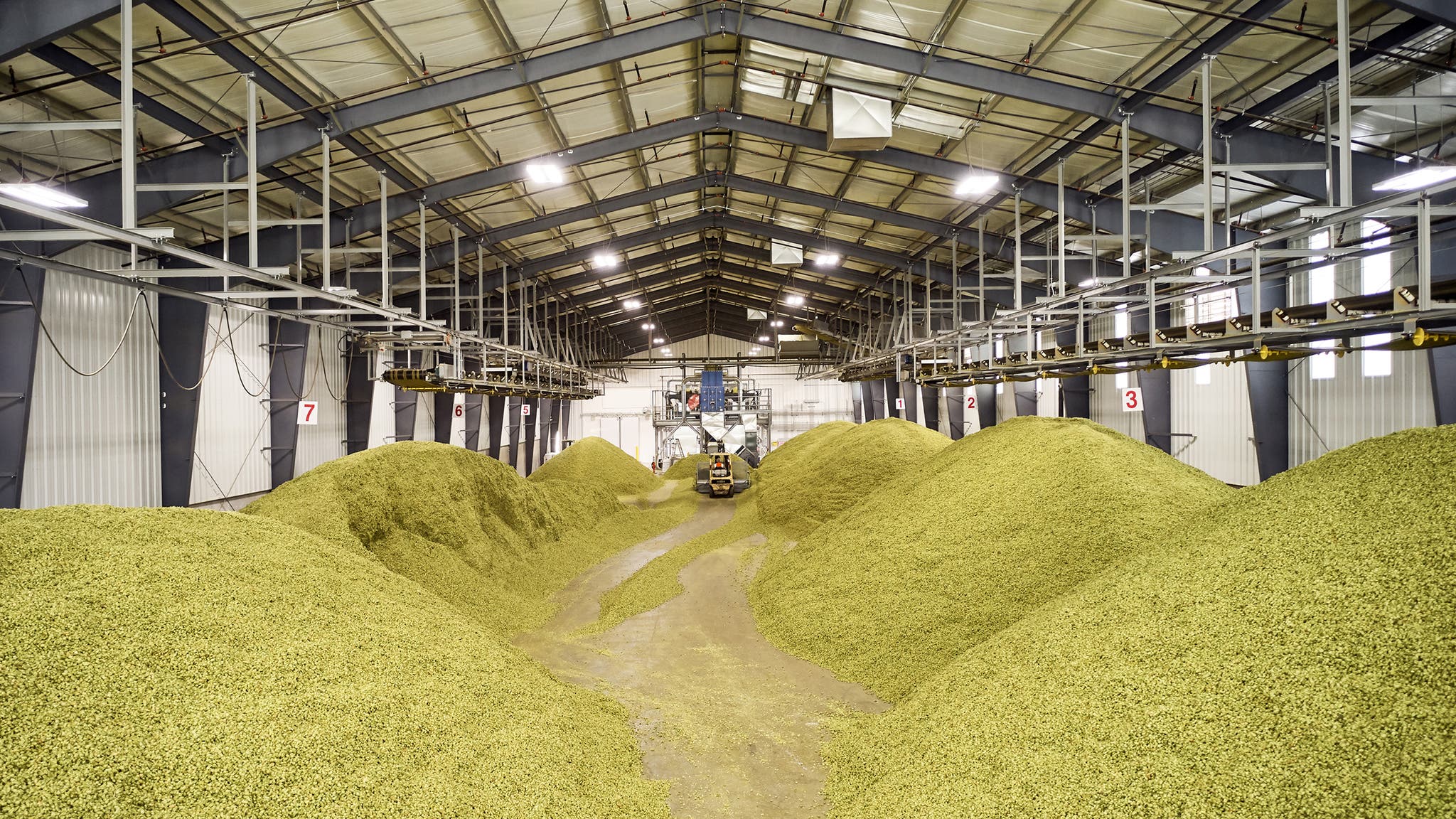 How Hops Saved the American Craft Brewing Industry