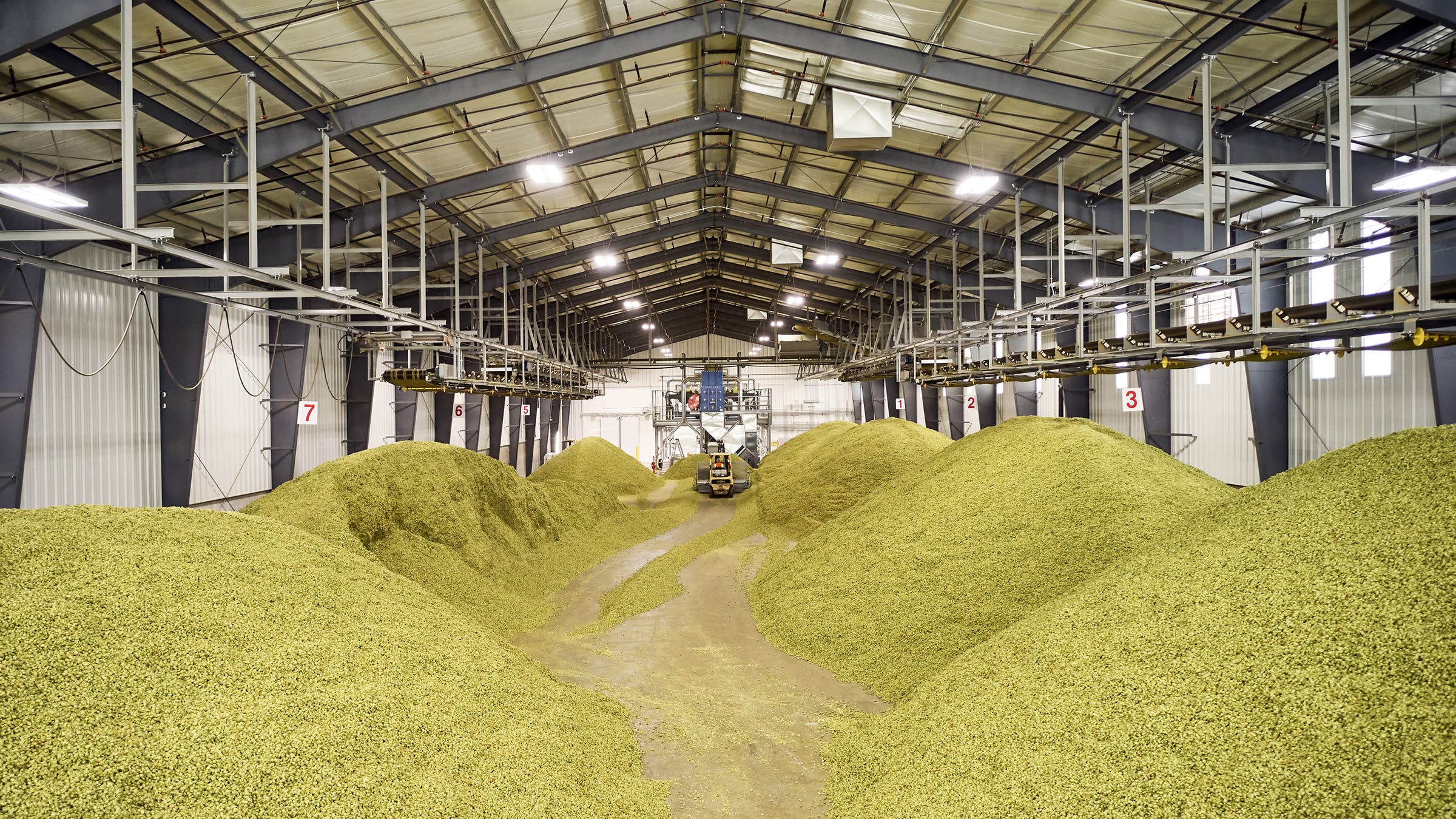 Piles of kiln-dried hops