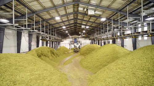 Piles of kiln-dried hops