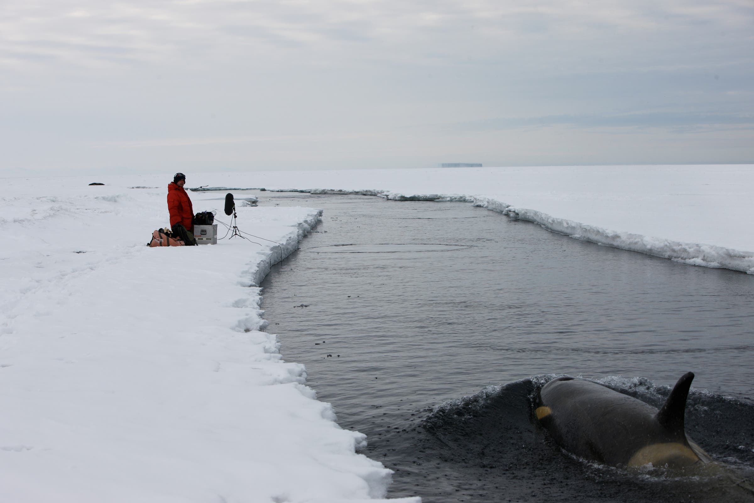 Watson recording orcas in Antarctica 