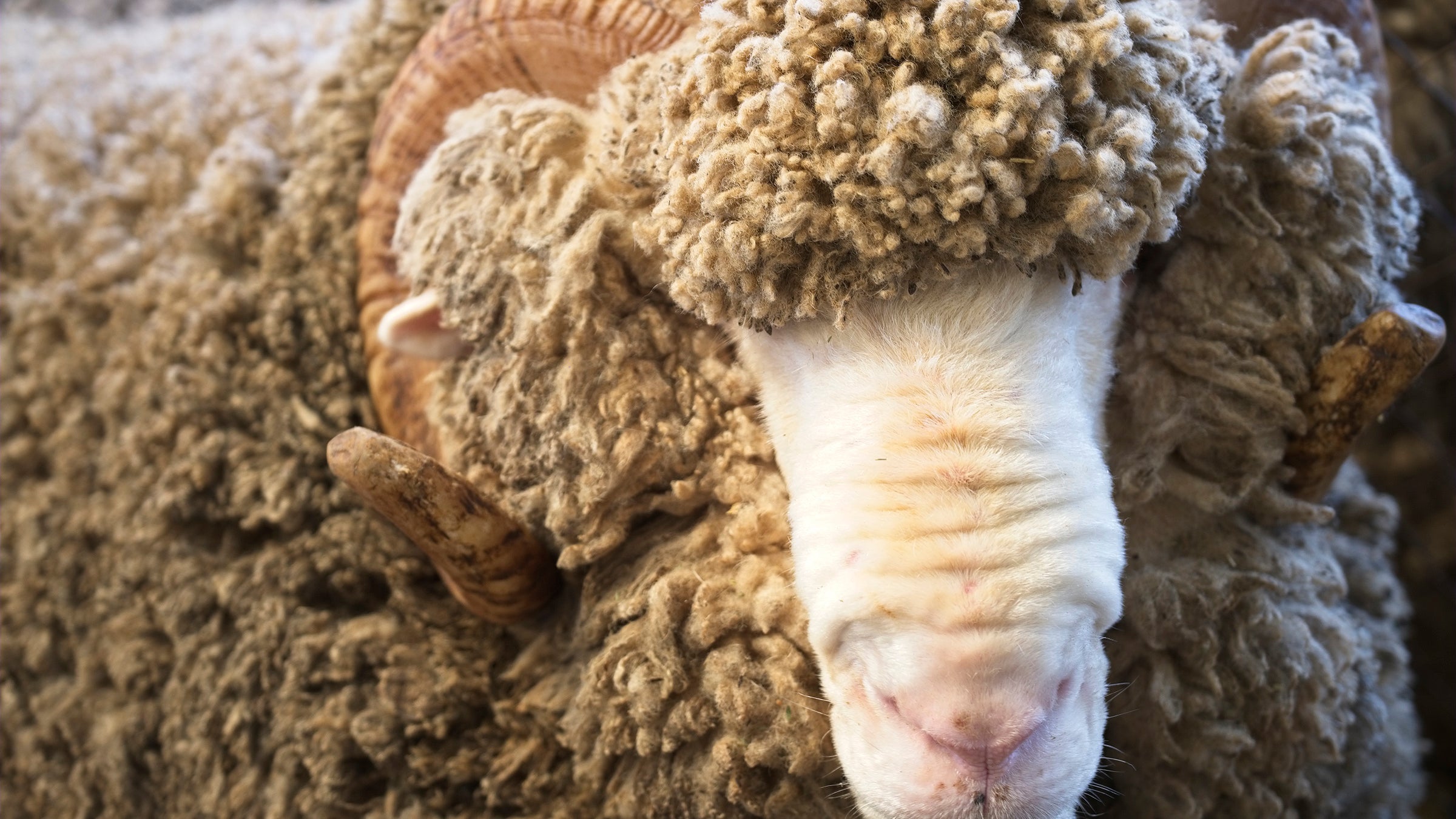 Merino Wool: Is It Worth It?