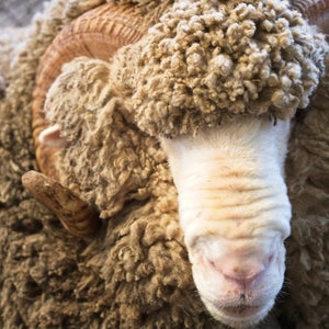 A show ram in Adelaide.