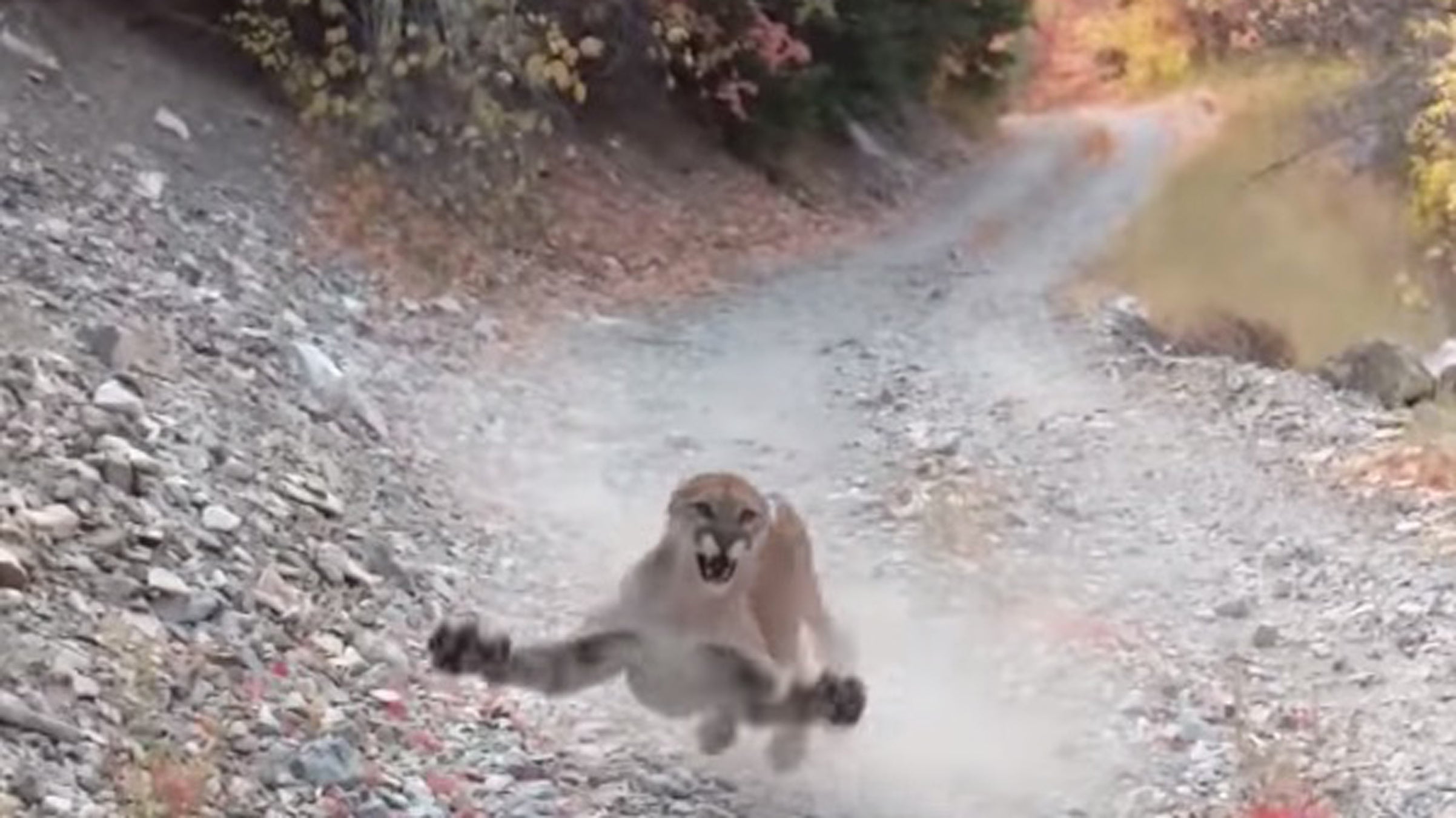 mountain lion running gif