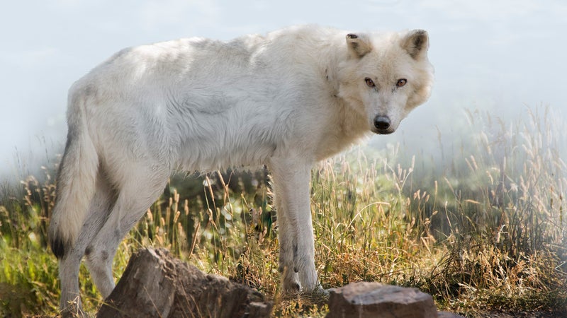 Gray wolf in field