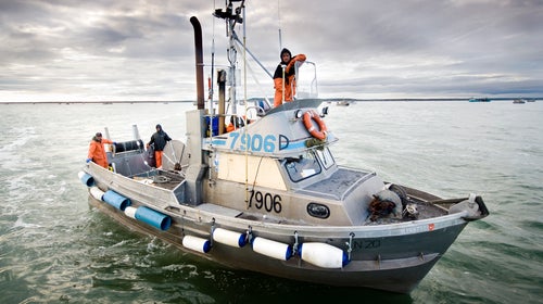 Salmon fisherman, Bristol Bay, Alaska, USA