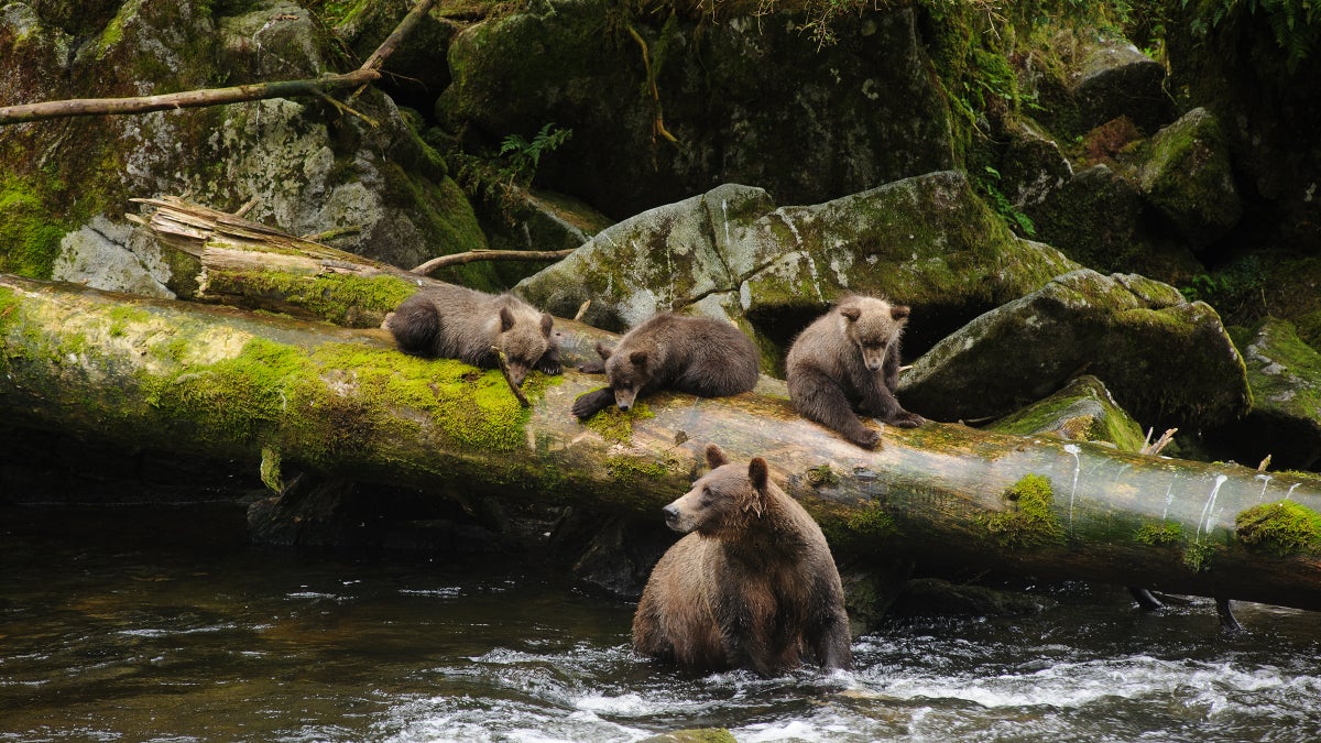 Trump Strips Protections from Tongass National Forest