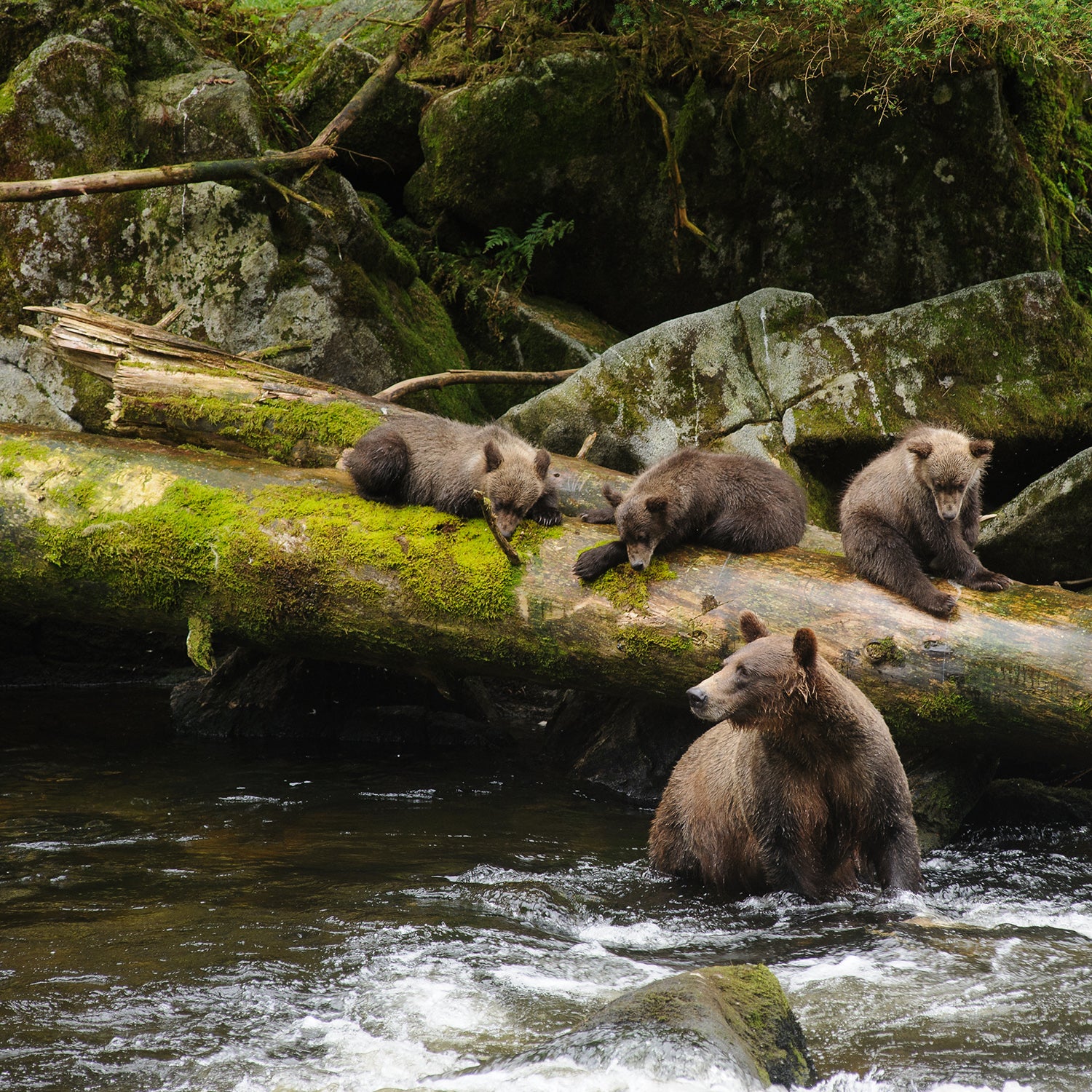 Bears in Anan Creek, inside the Tongass National Forest. Logging threatens the very existence of these habitats.