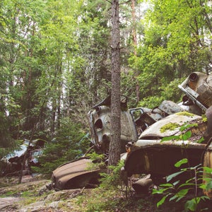 Nature is all around us if we practice looking for its small splendors.