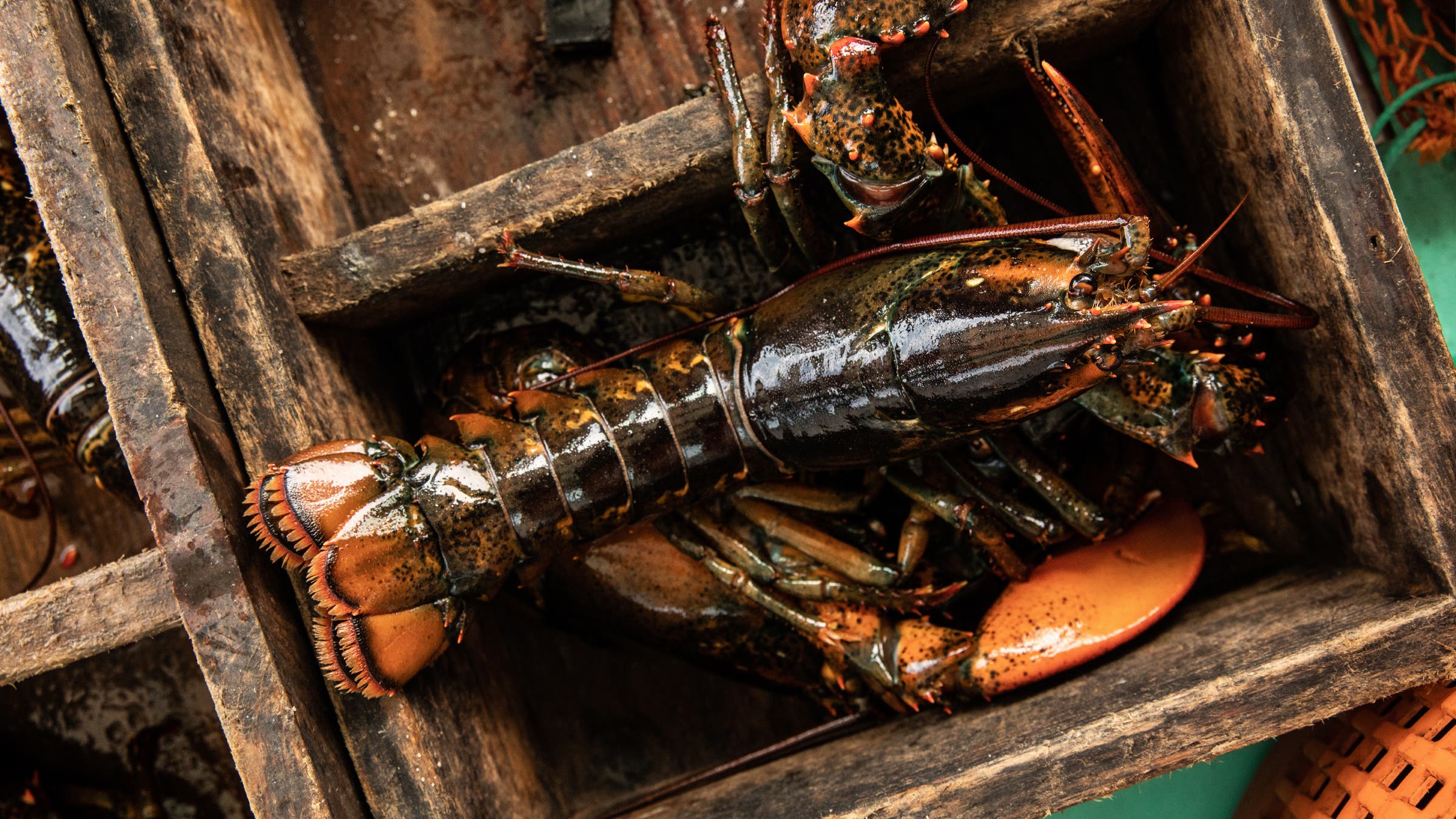 A call box, where lobsters are sorted by size: keepers are sold and shorts are thrown back.