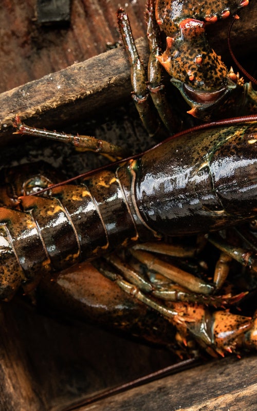 My Priceless Summer on a Maine Lobster Boat