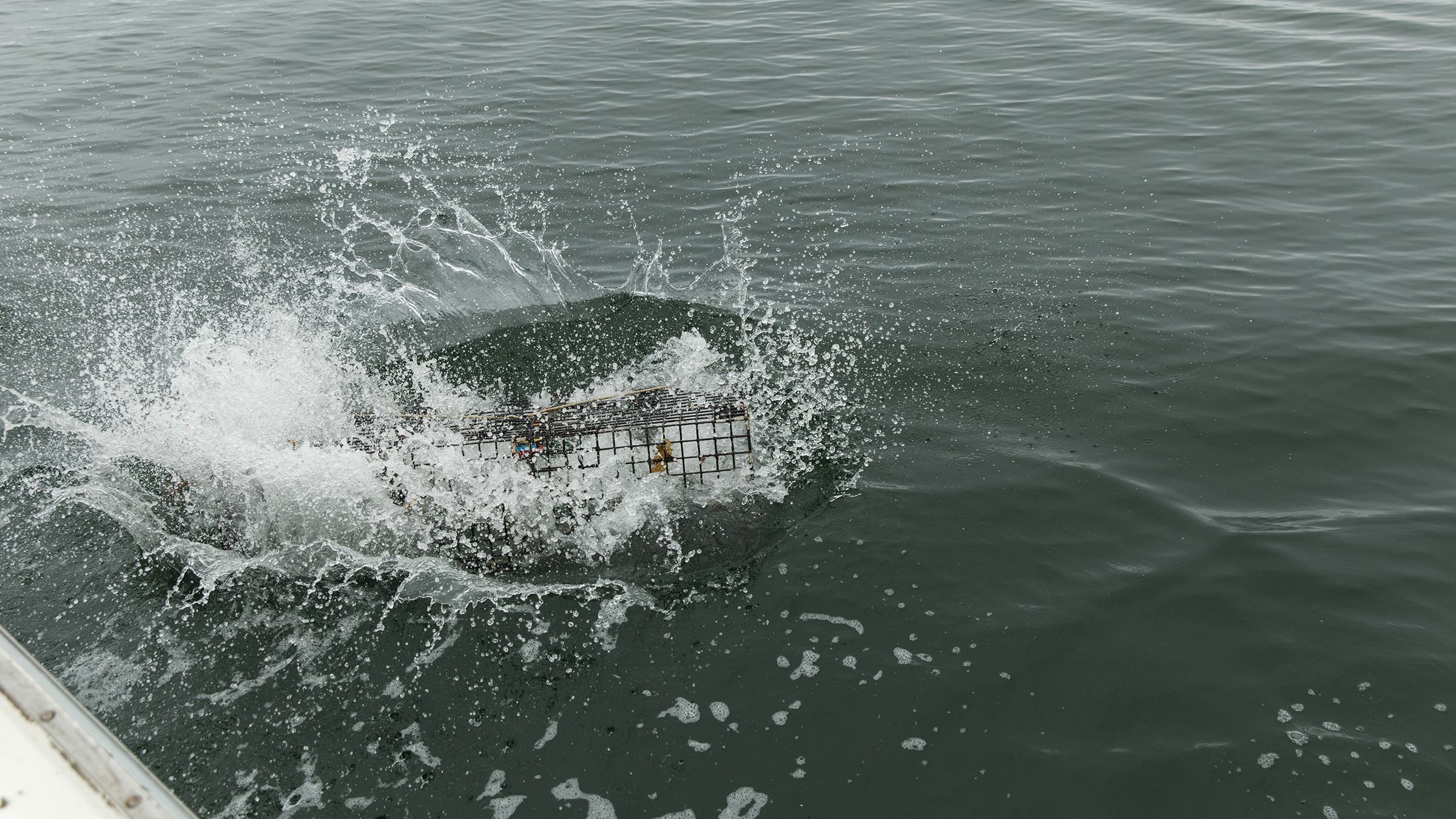 A lobster trap breaking the surface as it's tossed out