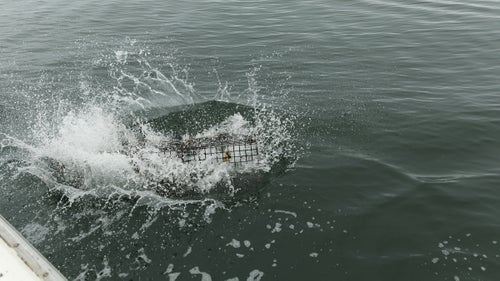A lobster trap breaking the surface as it's tossed out