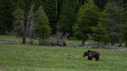 Grizzly in the meadow