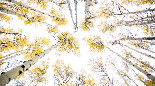 Scenic image of aspens along Highway 12 (Kebler Pass) near Creasted Butte, Colorado.