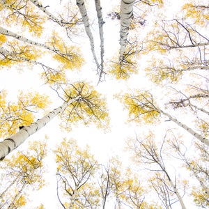 Scenic image of aspens along Highway 12 (Kebler Pass) near Creasted Butte, Colorado.