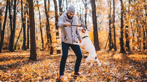 Man with stick is training of the dog stock photo