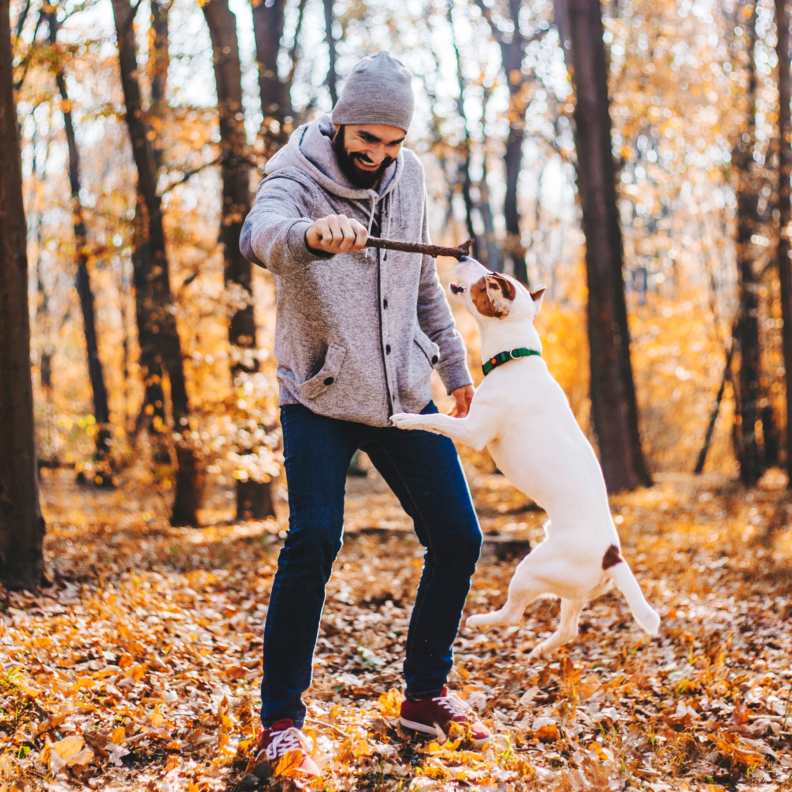 Man with stick is training of the dog stock photo