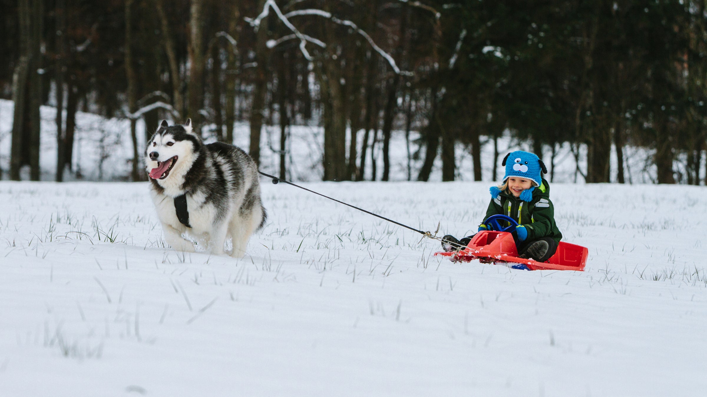 Toddler Riding A Bobsleigh Pulled By A Husky