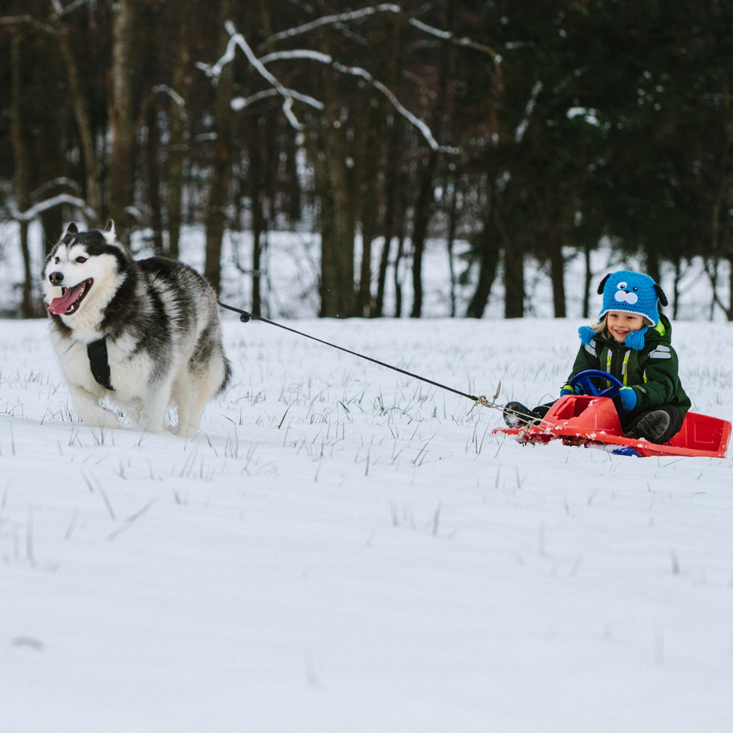 Toddler Riding A Bobsleigh Pulled By A Husky