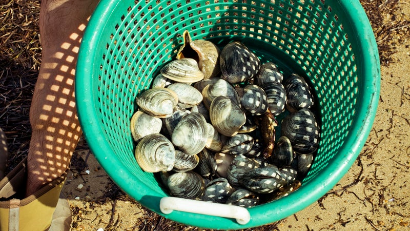 Basket of clams