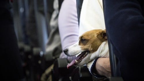Dogs and their owners allowed to sit together on flight