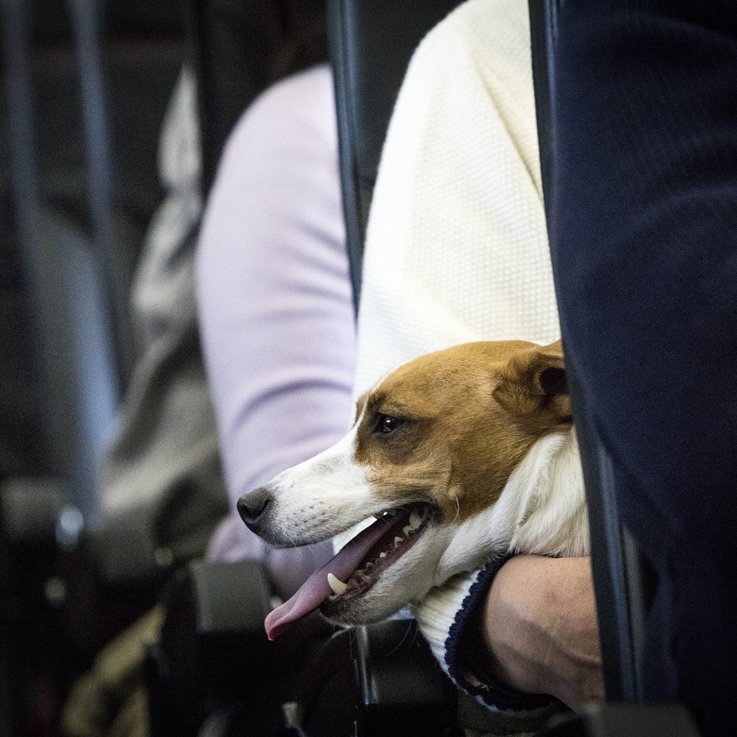 Passenger Kicked Off Flight for Refusing to Put Dog in Case