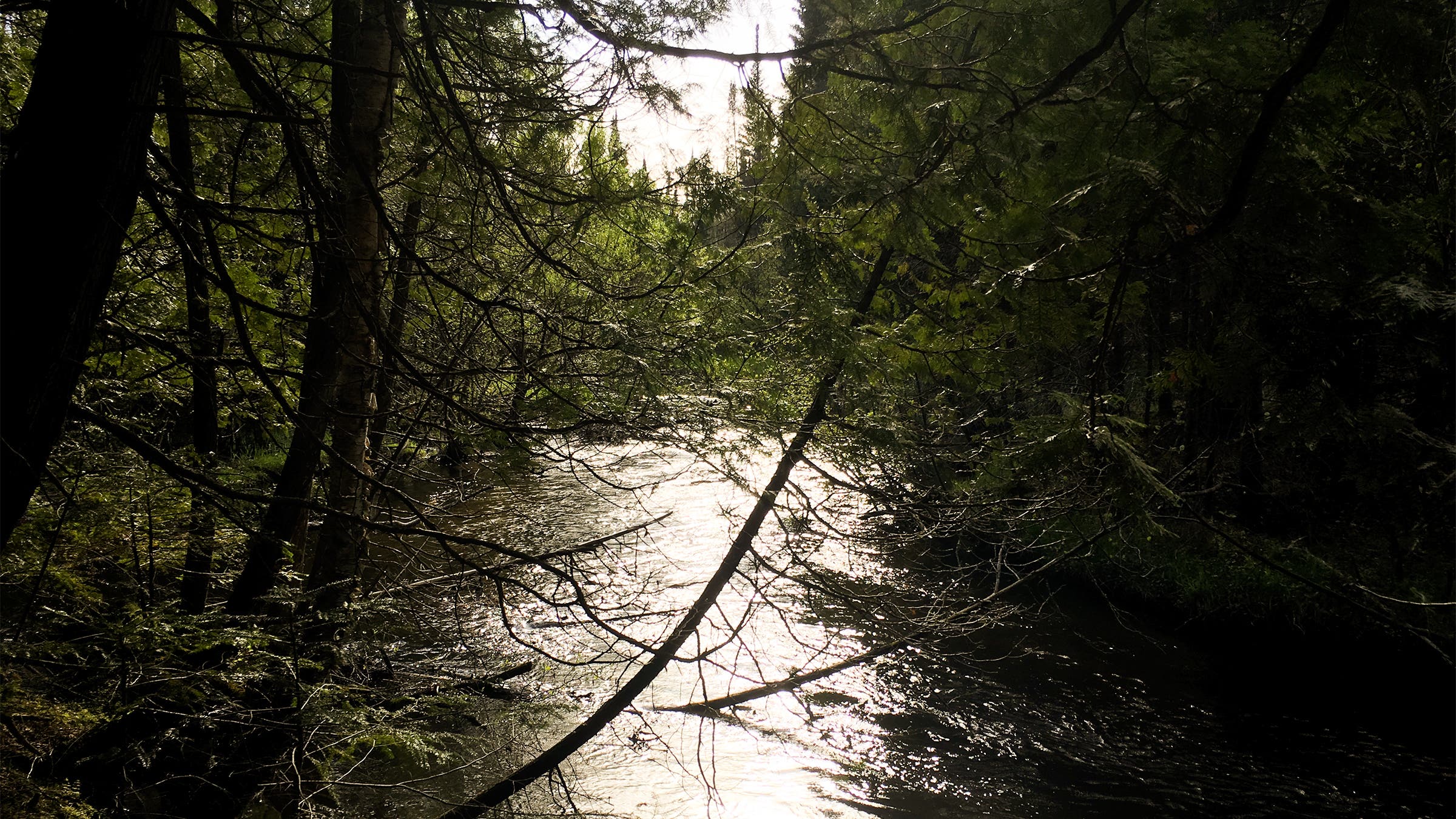 The South Branch Pine River, not far from Levine’s Happy Place