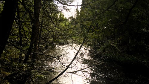 The South Branch Pine River, not far from Levine’s Happy Place
