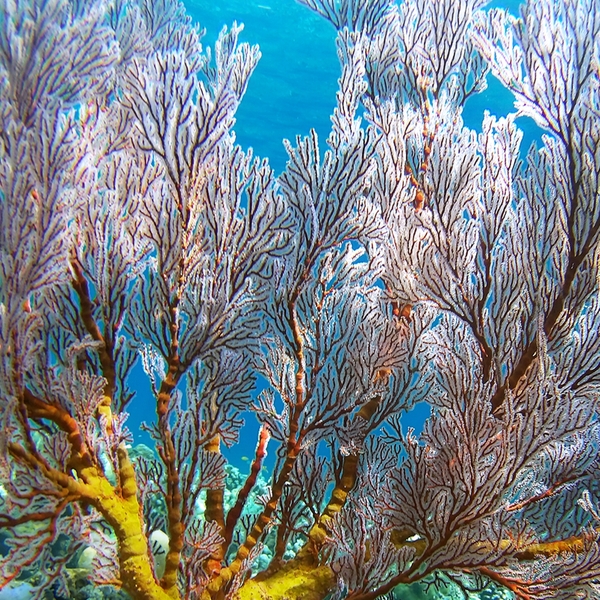 Left, the Great Barrier Reef; right, the author eating a mango on Whitehaven Beach