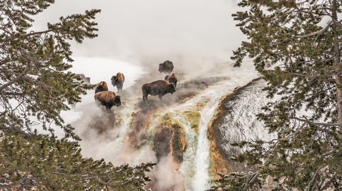 Bison Taking a Steam Bath