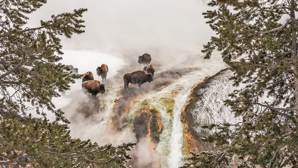 Bison Taking a Steam Bath