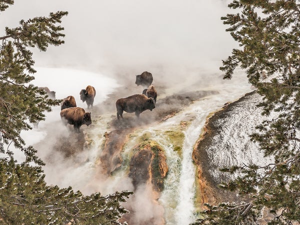 Bison Taking a Steam Bath
