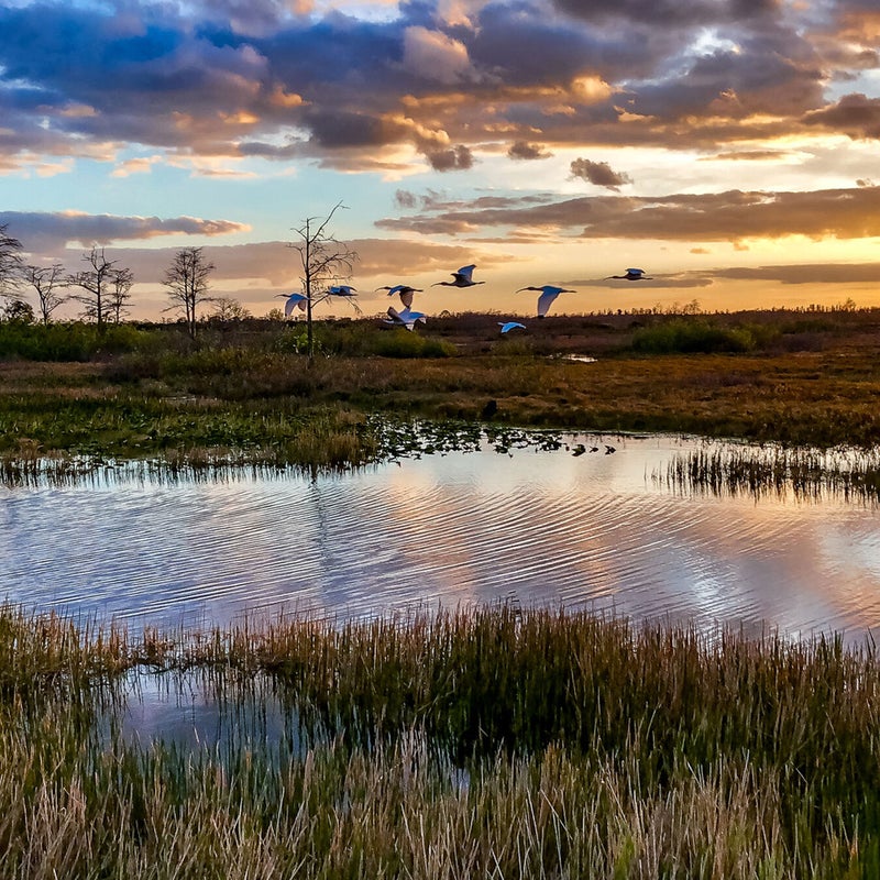Birds fly over marshland in Everglades National Park at sunset.
