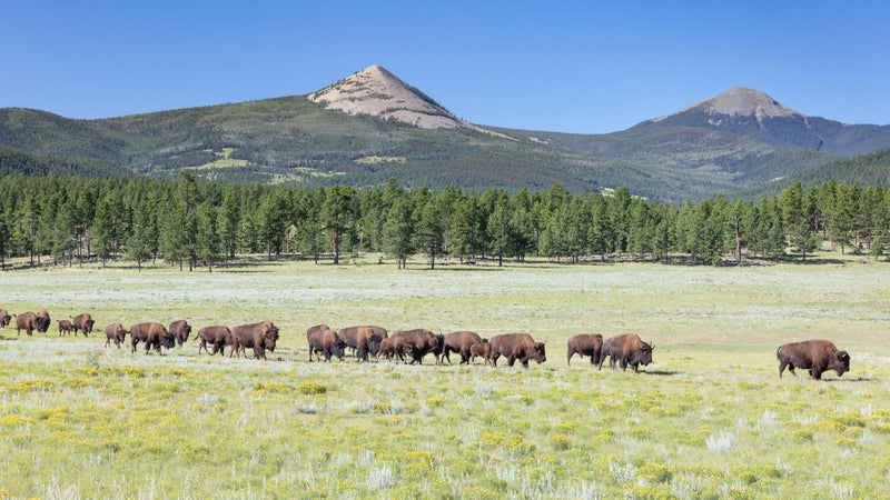 Bison Herd in Meadow