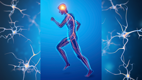 Visual of the neuron system in the human body.