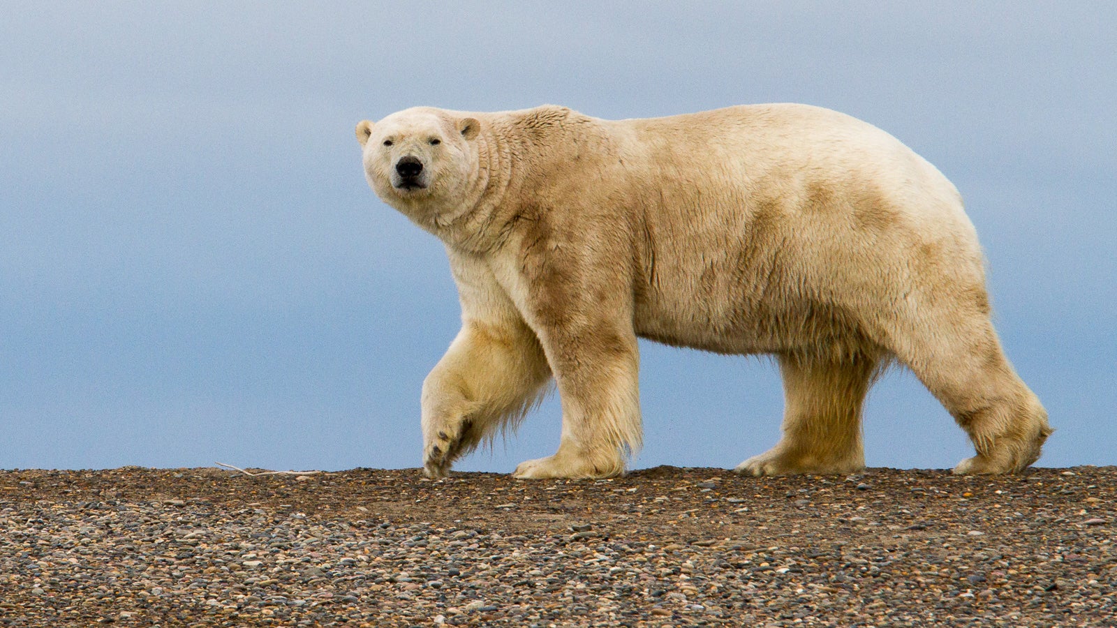 A polar bear roaming ANWR