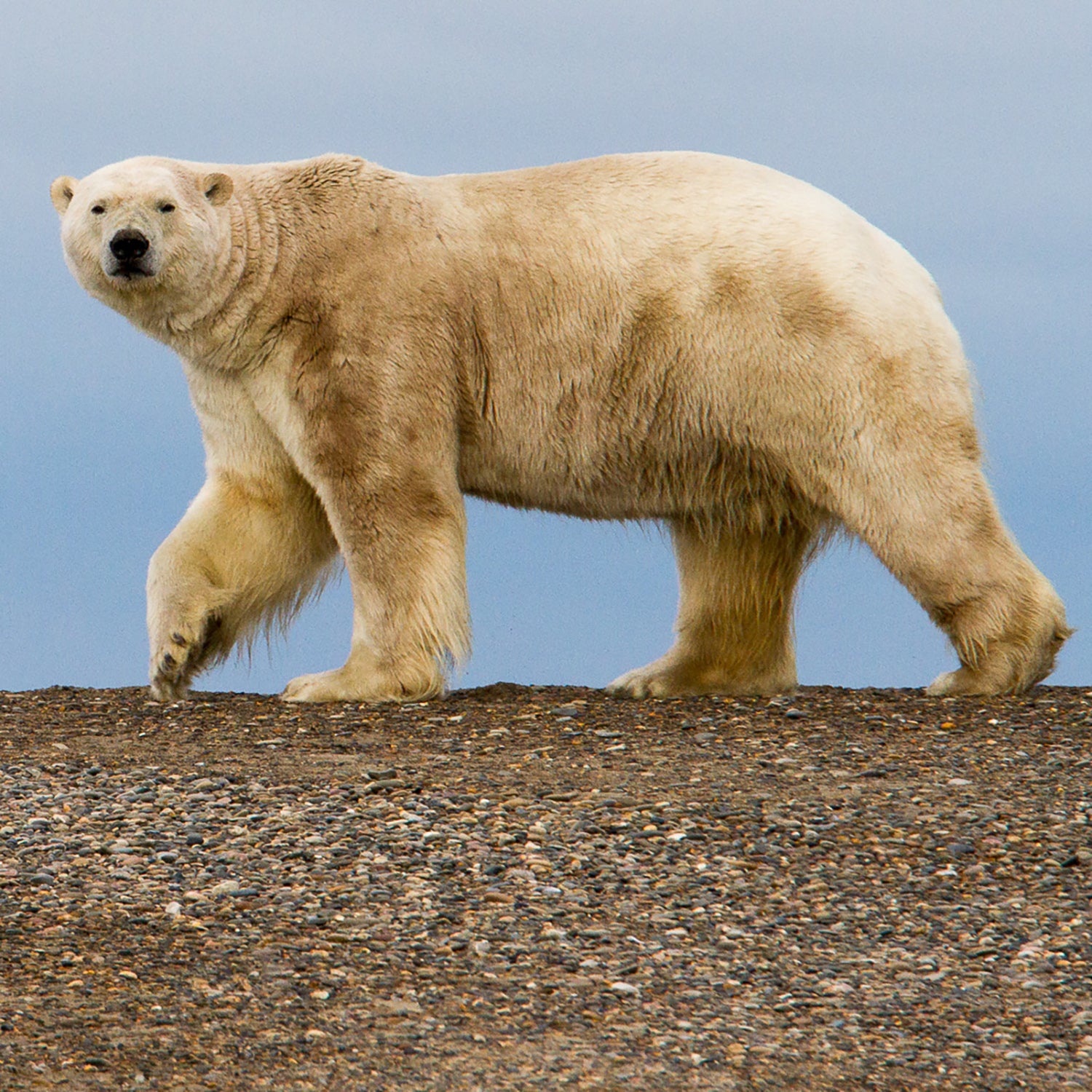 A polar bear roaming ANWR